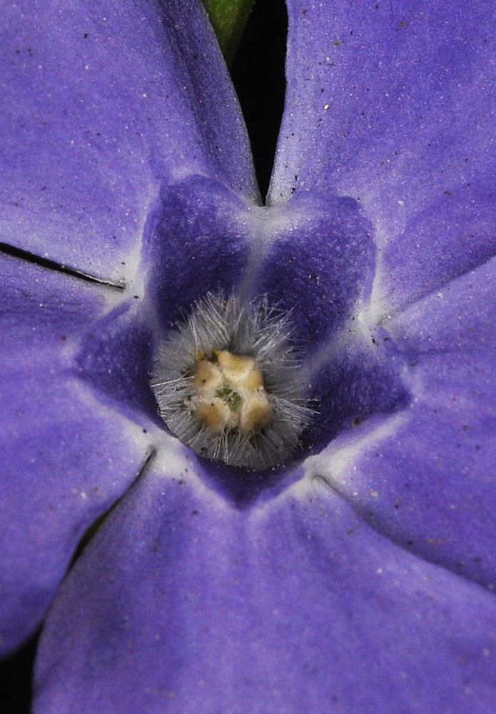 Flora of Eastern Washington Image: Vinca minor