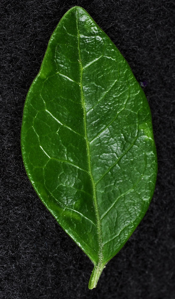 Flora of Eastern Washington Image: Vinca minor