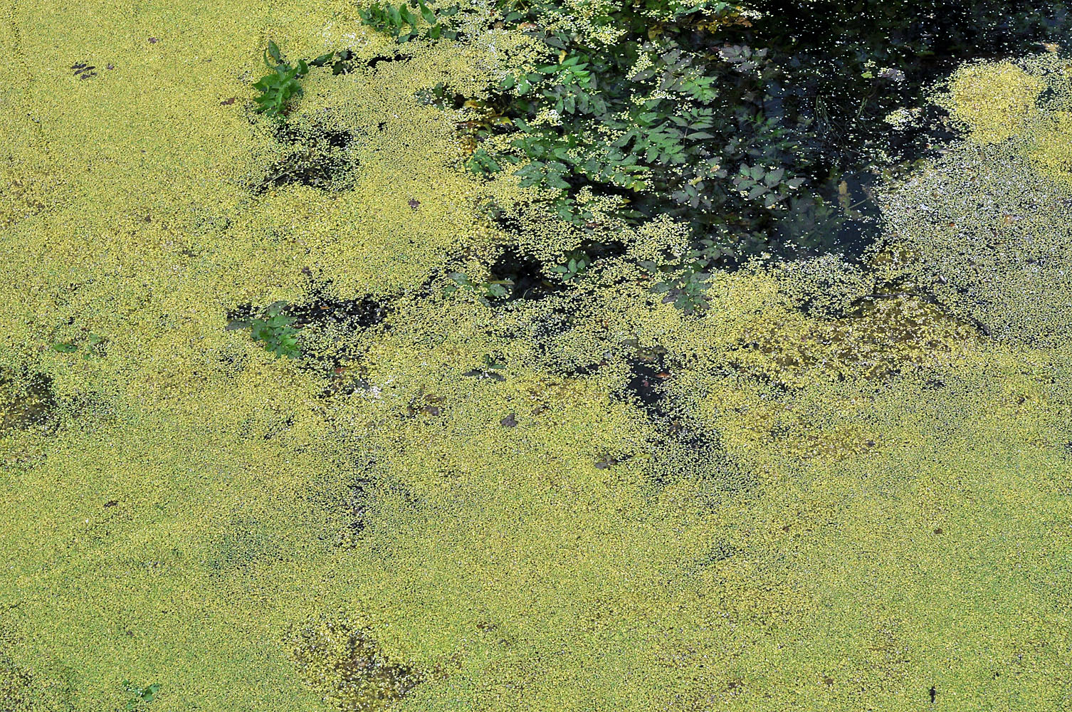 Flora of Eastern Washington Image: Lemna minor