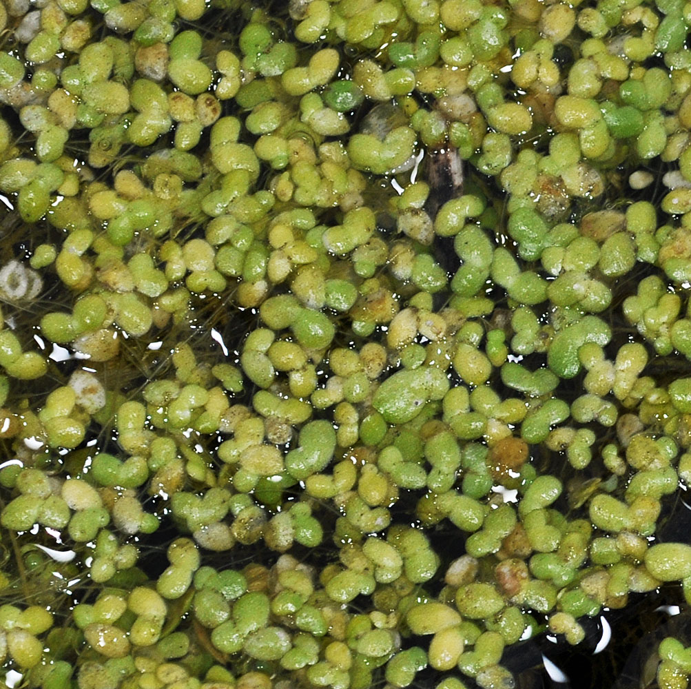 Flora of Eastern Washington Image: Lemna minor