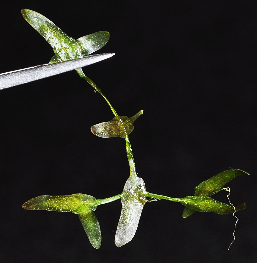 Flora of Eastern Washington Image: Lemna trisulca
