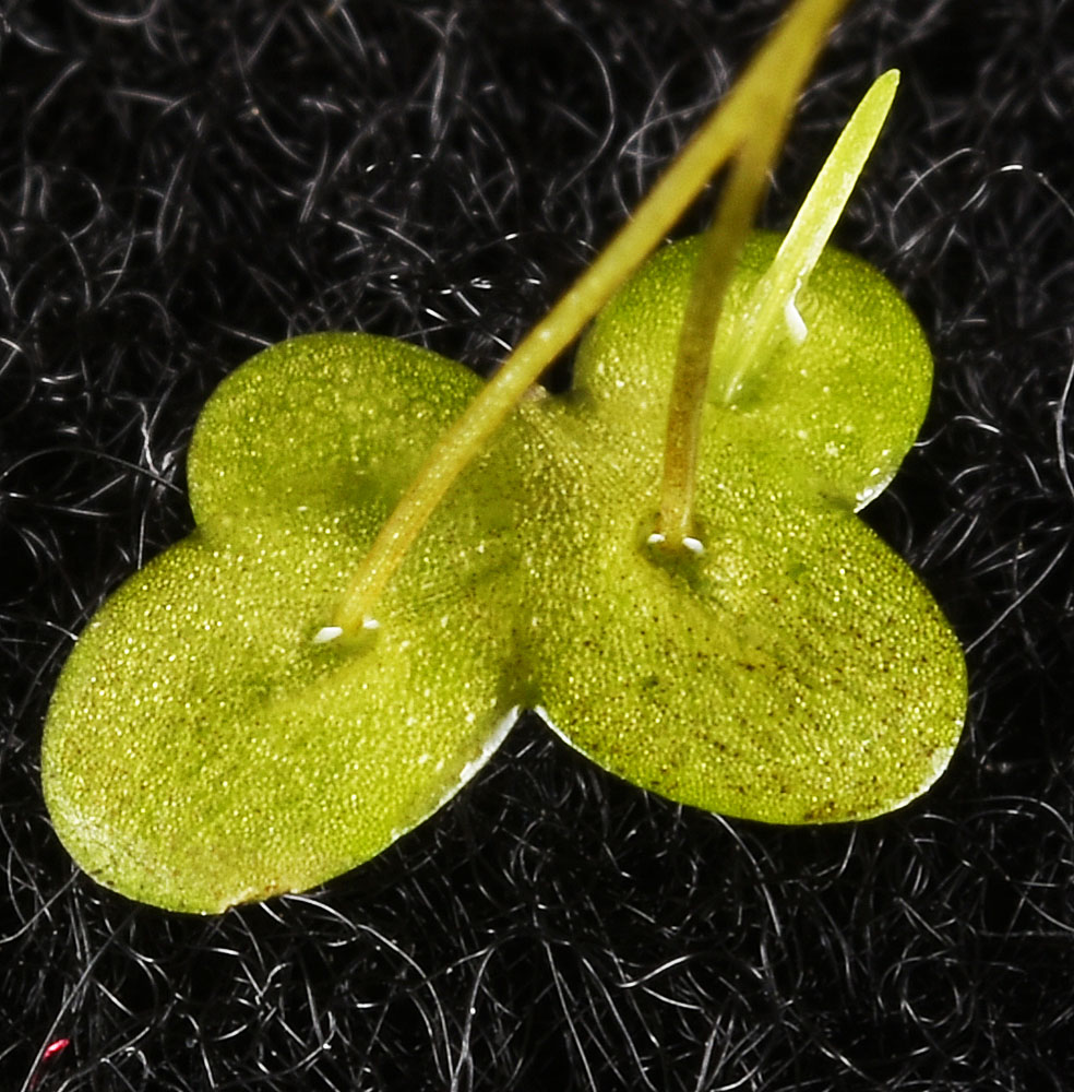 Flora of Eastern Washington Image: Lemna turionifera