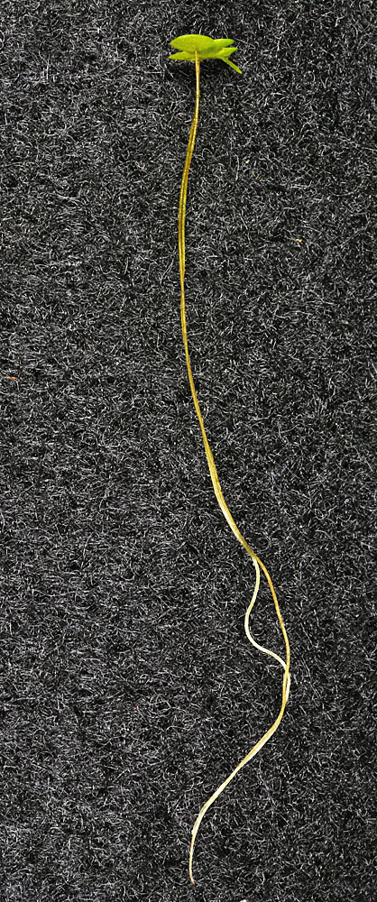 Flora of Eastern Washington Image: Lemna turionifera