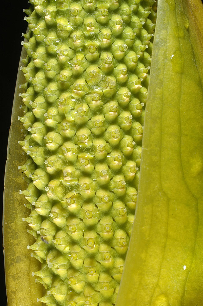 Flora of Eastern Washington Image: Lysichitum americanum
