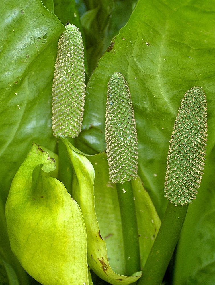 Flora of Eastern Washington Image: Lysichitum americanum