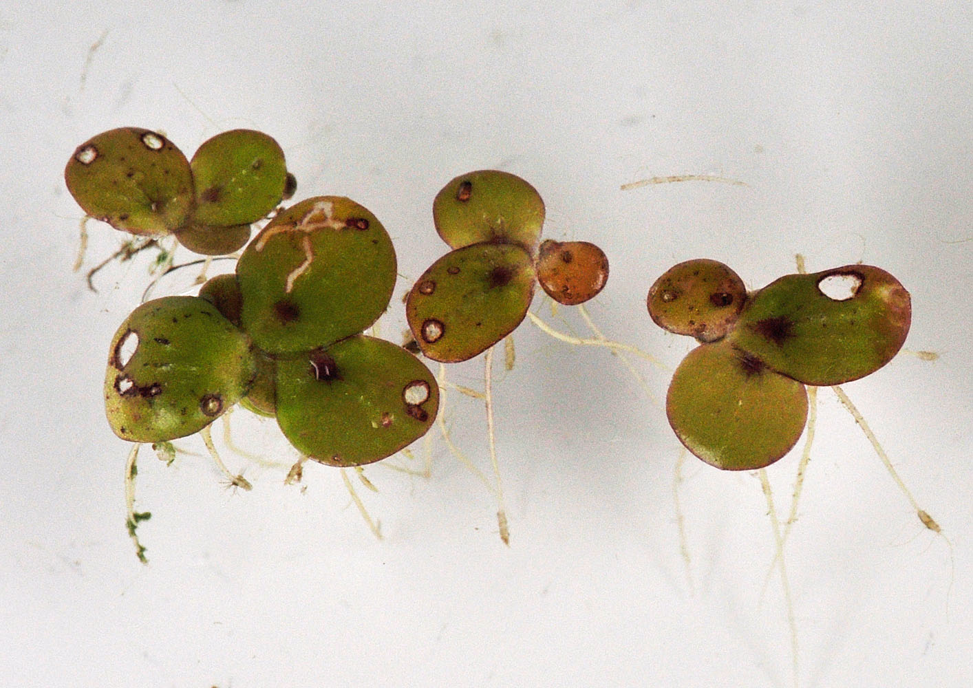 Flora of Eastern Washington Image: Spirodela polyrrhiza