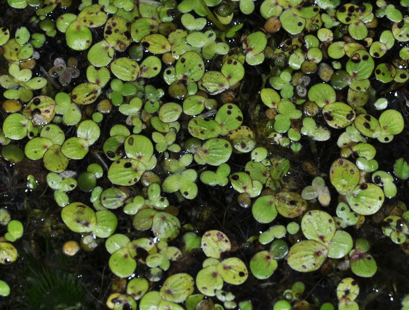 Flora of Eastern Washington Image: Spirodela polyrrhiza