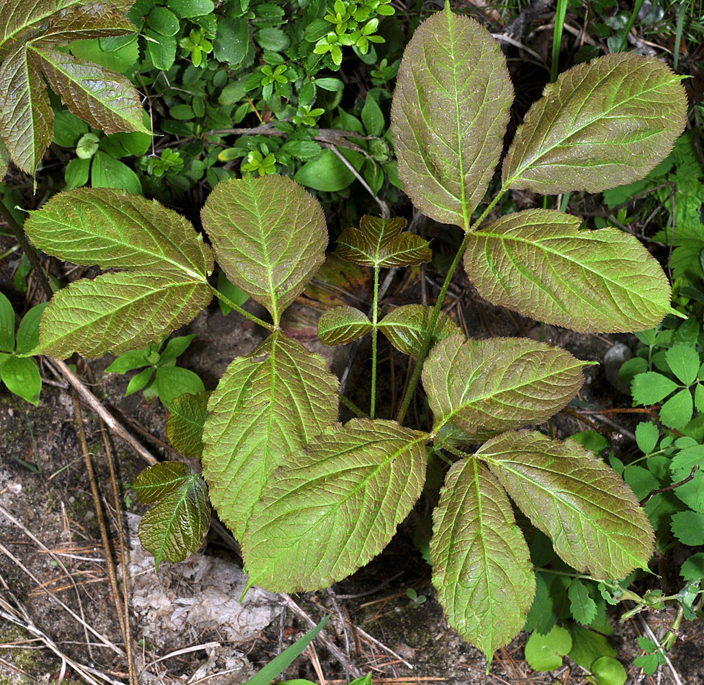 Flora of Eastern Washington Image: Aralia nudicaulis