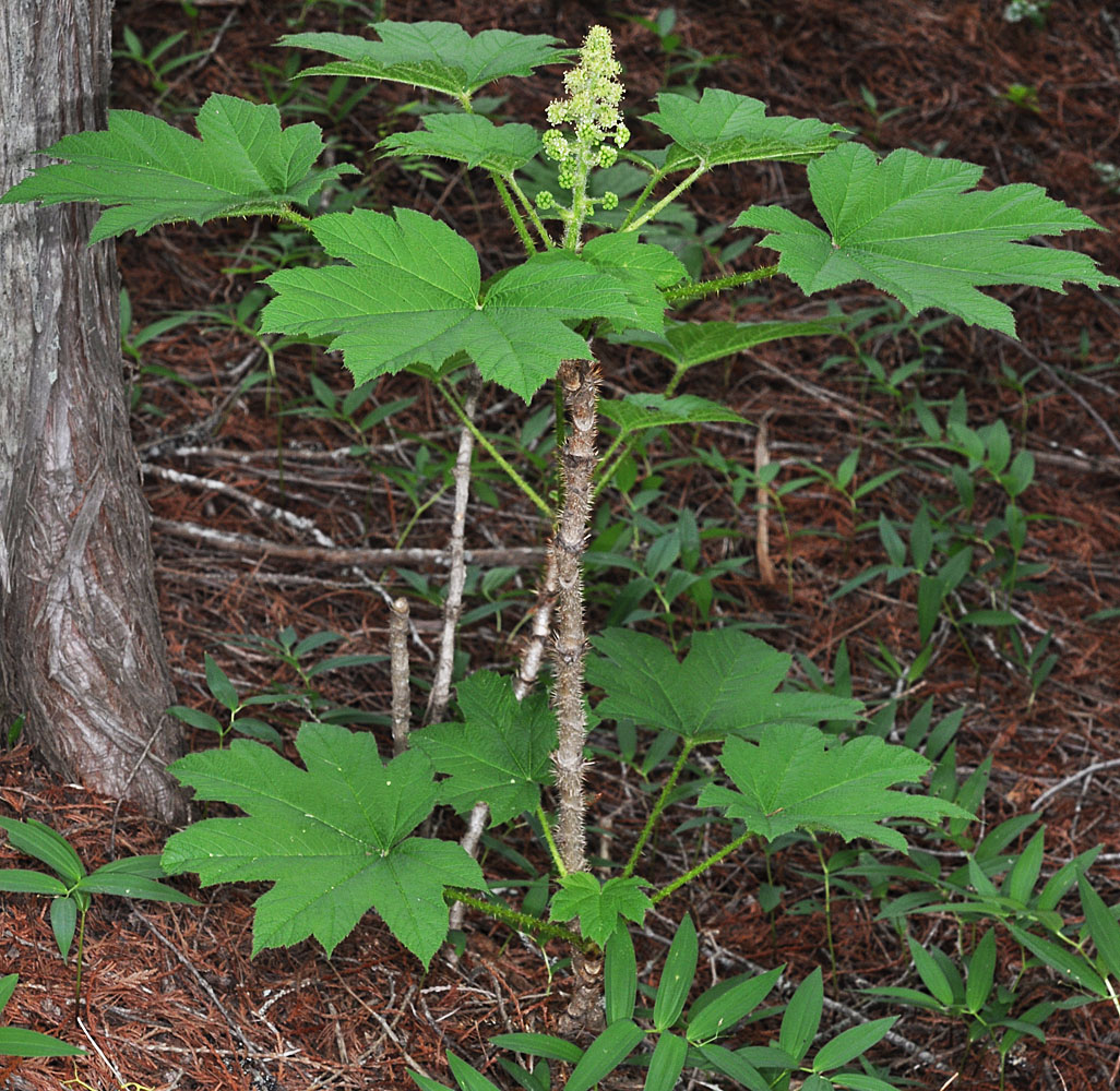 Flora of Eastern Washington Image: Oplopanax horridus
