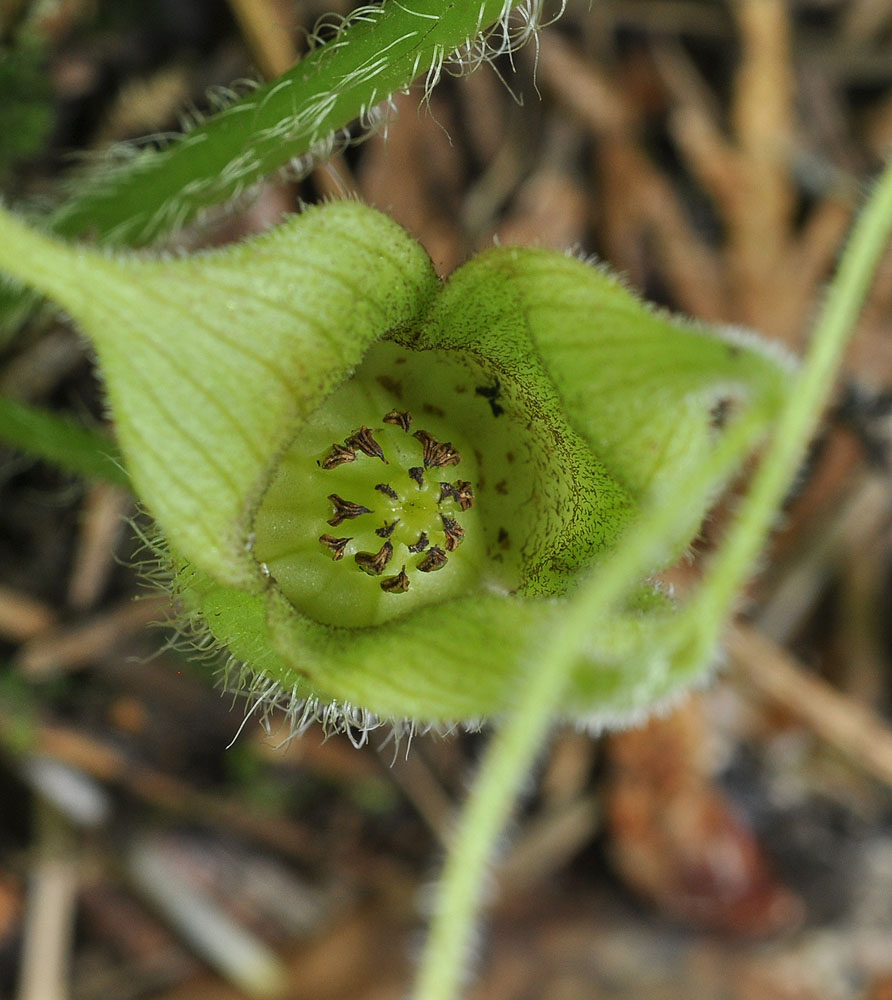 Flora of Eastern Washington Image: Asarum caudatum