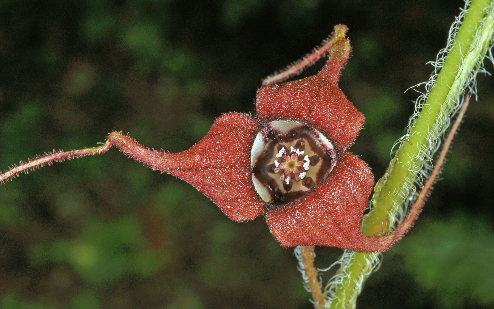 Flora of Eastern Washington Image: Asarum caudatum