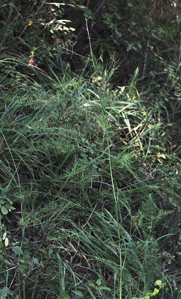 Flora of Eastern Washington Image: Asparagus officinalis