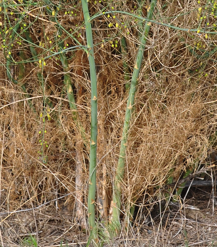 Flora of Eastern Washington Image: Asparagus officinalis