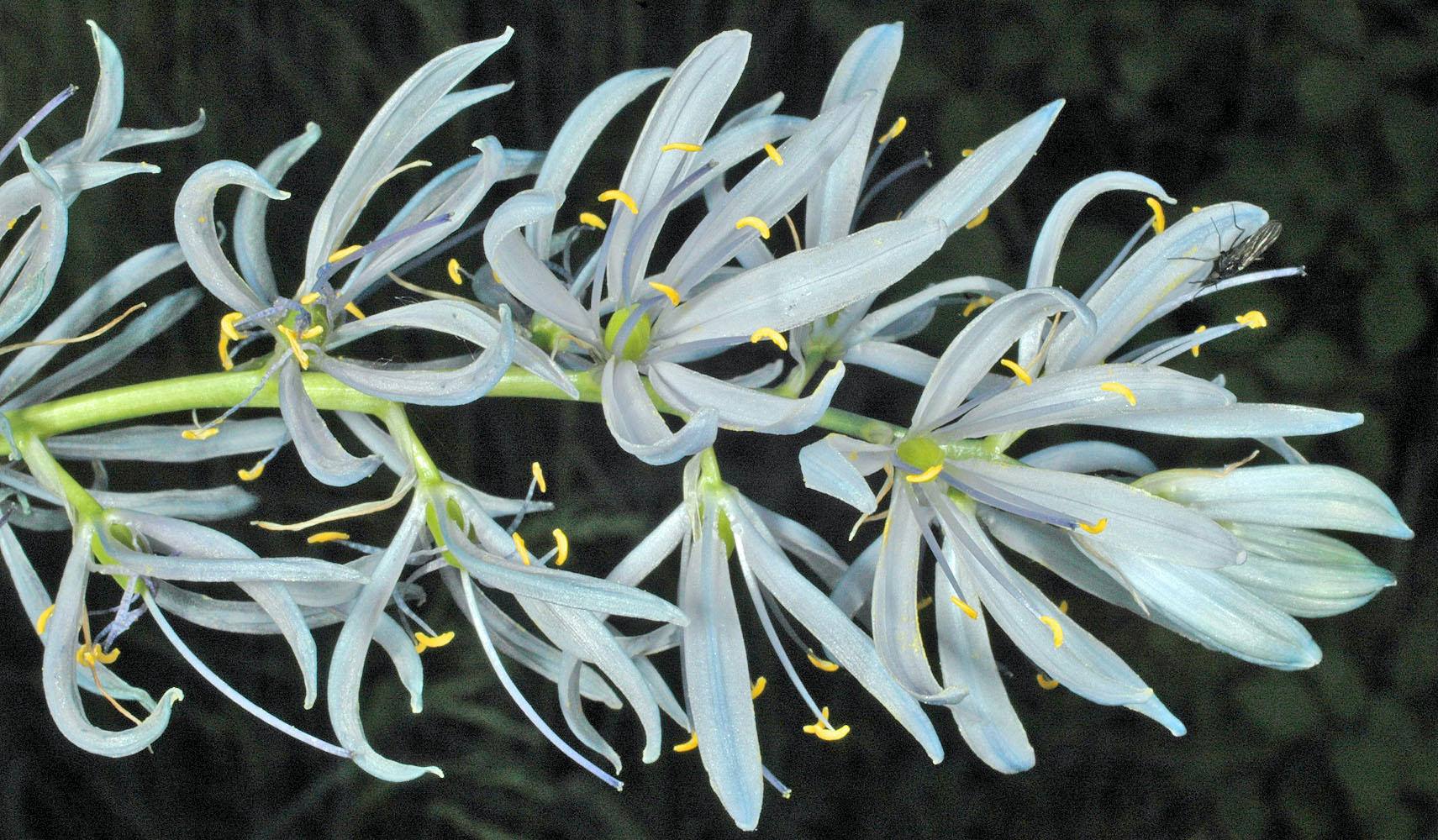Flora of Eastern Washington Image: Camassia quamash