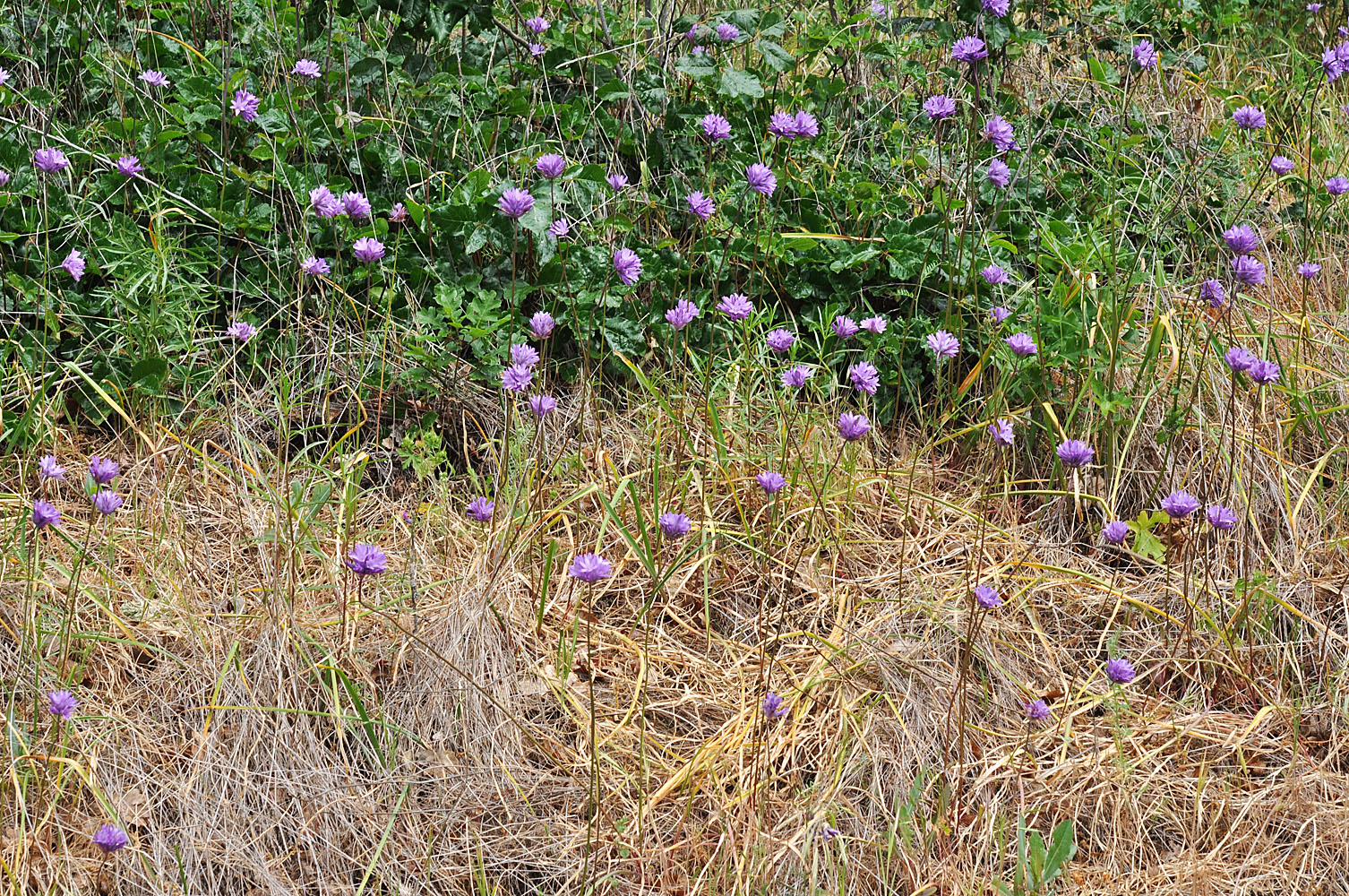 Flora of Eastern Washington Image: Dichelostemma congestum