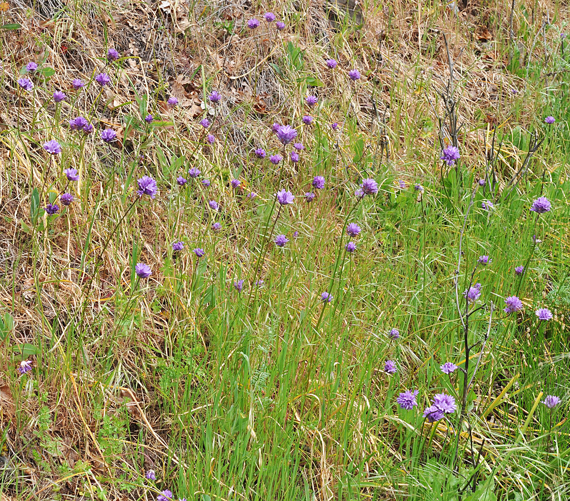 Flora of Eastern Washington Image: Dichelostemma congestum
