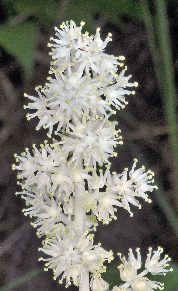 Flora of Eastern Washington Image: Maianthemum racemosum