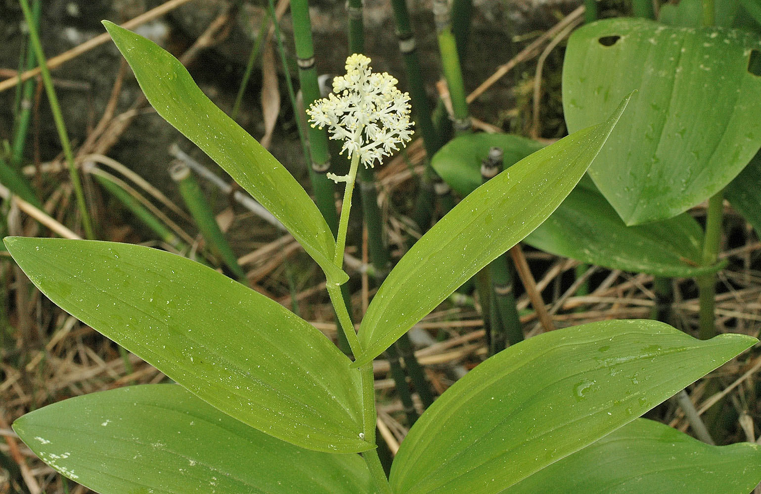 Flora of Eastern Washington Image: Maianthemum racemosum
