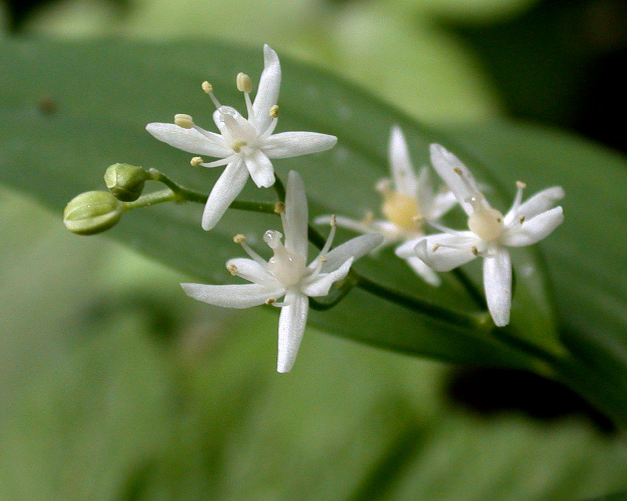 Flora of Eastern Washington Image: Maianthemum stellatum