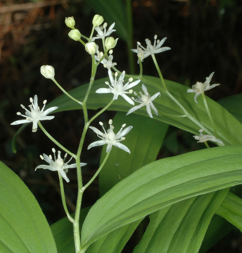 Flora of Eastern Washington Image: Maianthemum stellatum