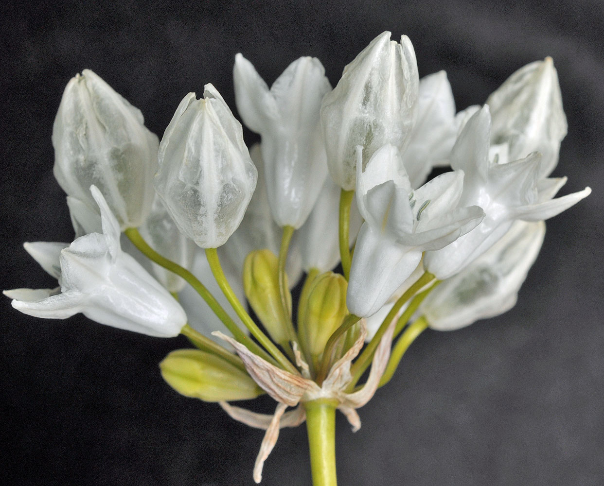 Flora of Eastern Washington Image: Triteleia grandiflora howellii