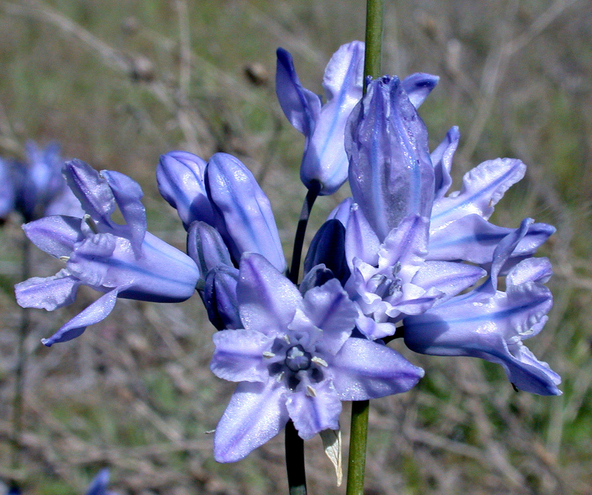 Flora of Eastern Washington Image: Triteleia grandiflora