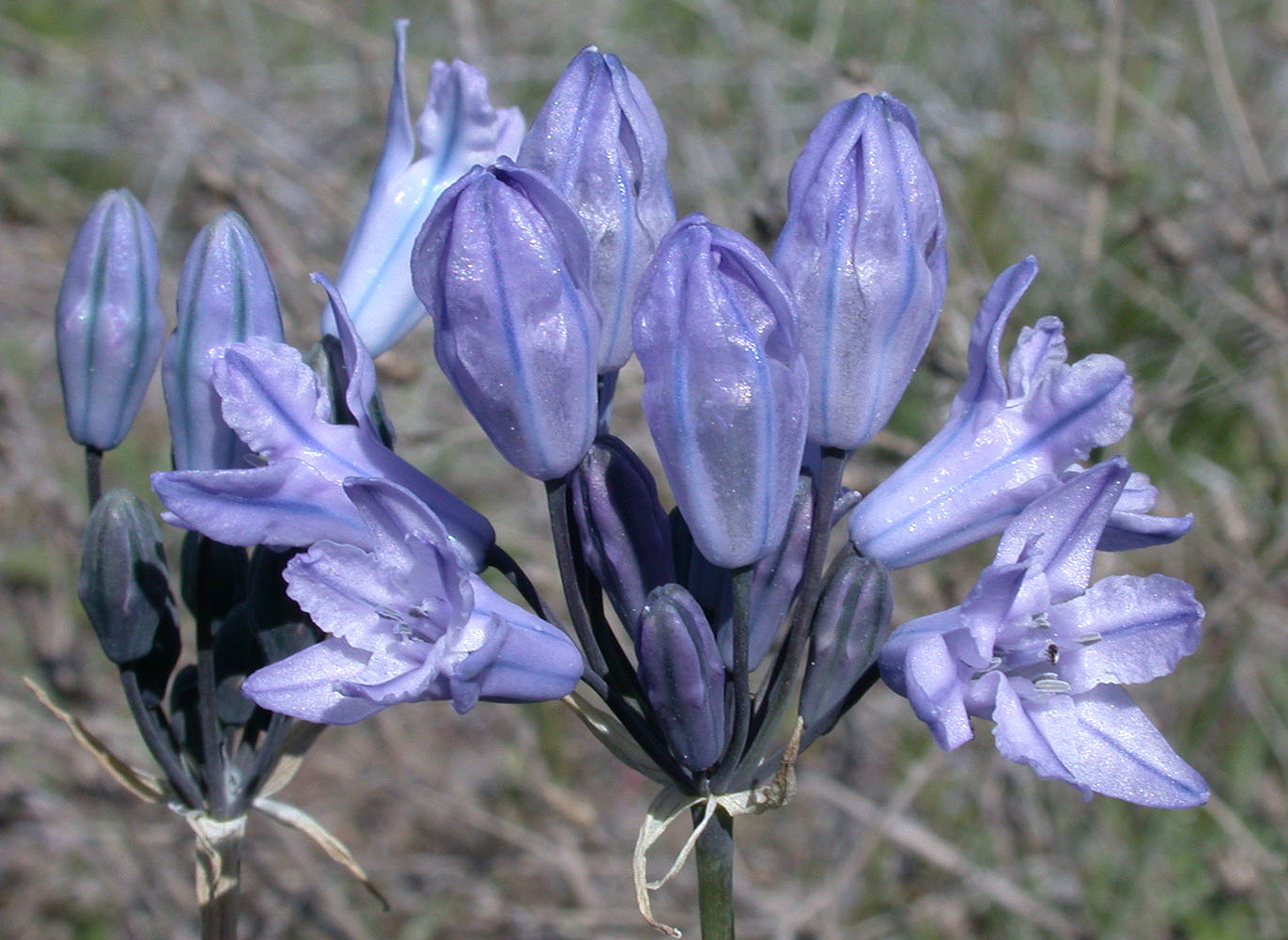 Flora of Eastern Washington Image: Triteleia grandiflora