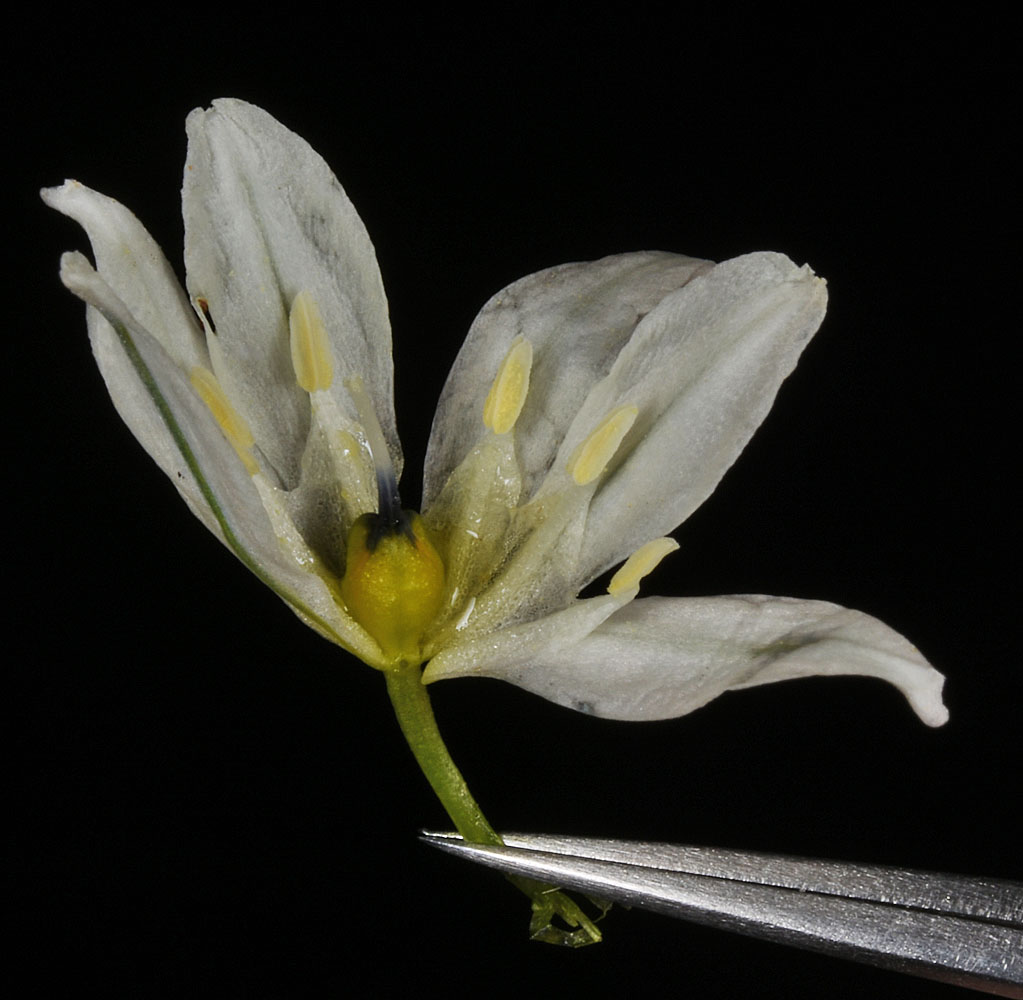 Flora of Eastern Washington Image: Triteleia hyacinthina