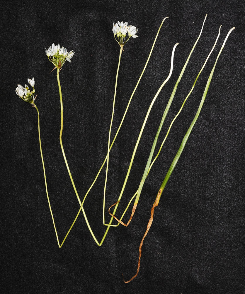 Flora of Eastern Washington Image: Triteleia hyacinthina