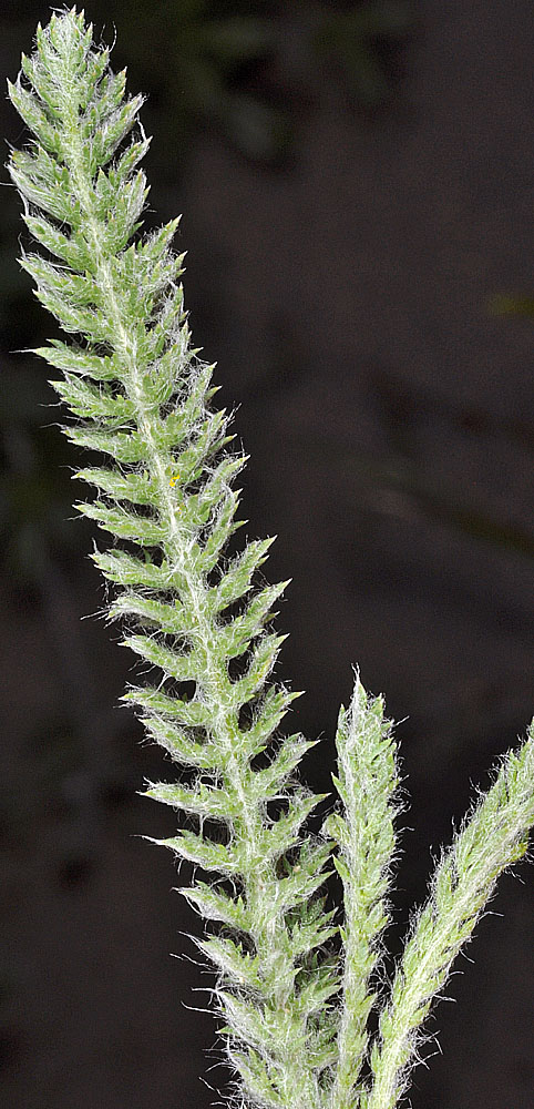 Flora of Eastern Washington Image: Achillea millefolium