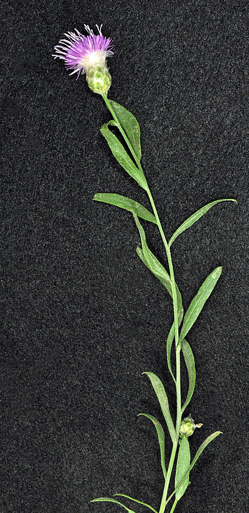 Flora of Eastern Washington Image: Rhaponticum repens