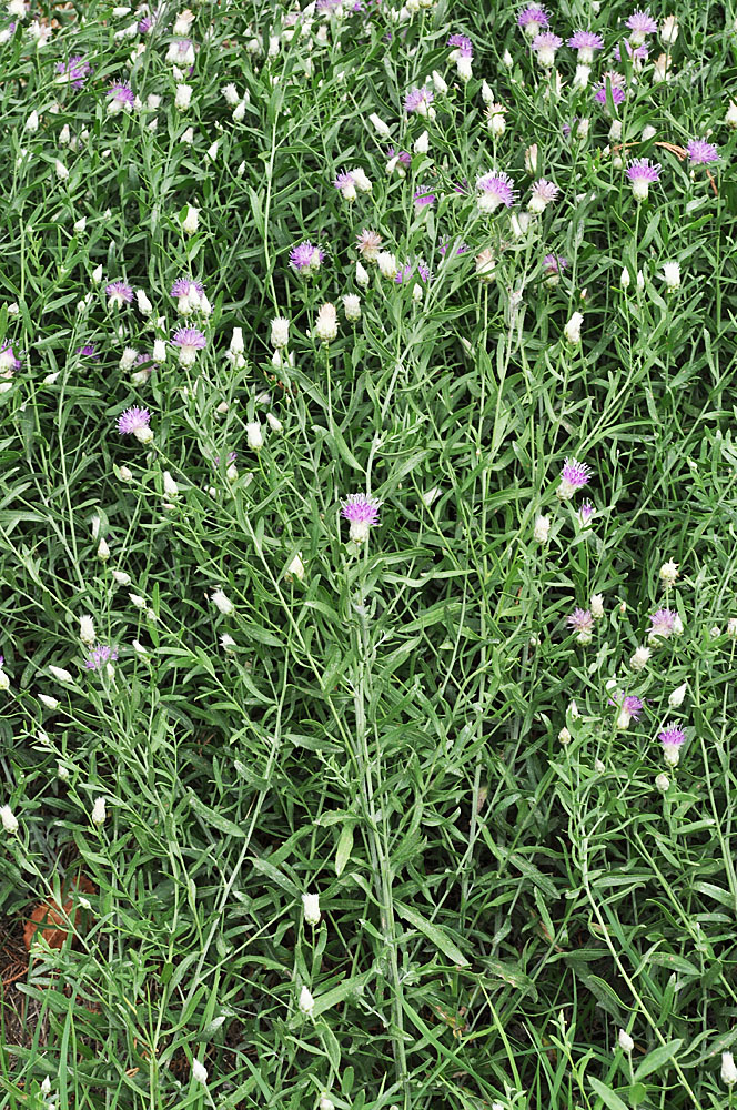 Flora of Eastern Washington Image: Rhaponticum repens