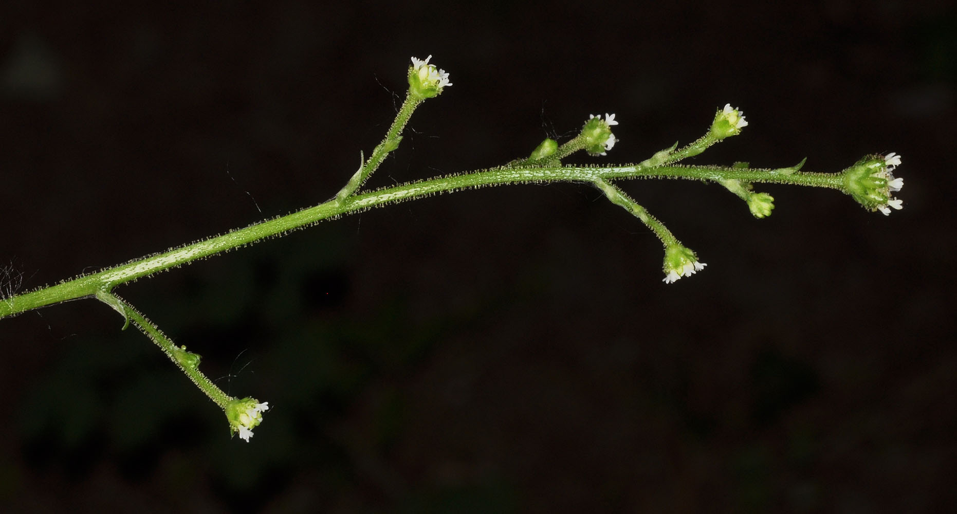 Flora of Eastern Washington Image: Adenocaulon bicolor