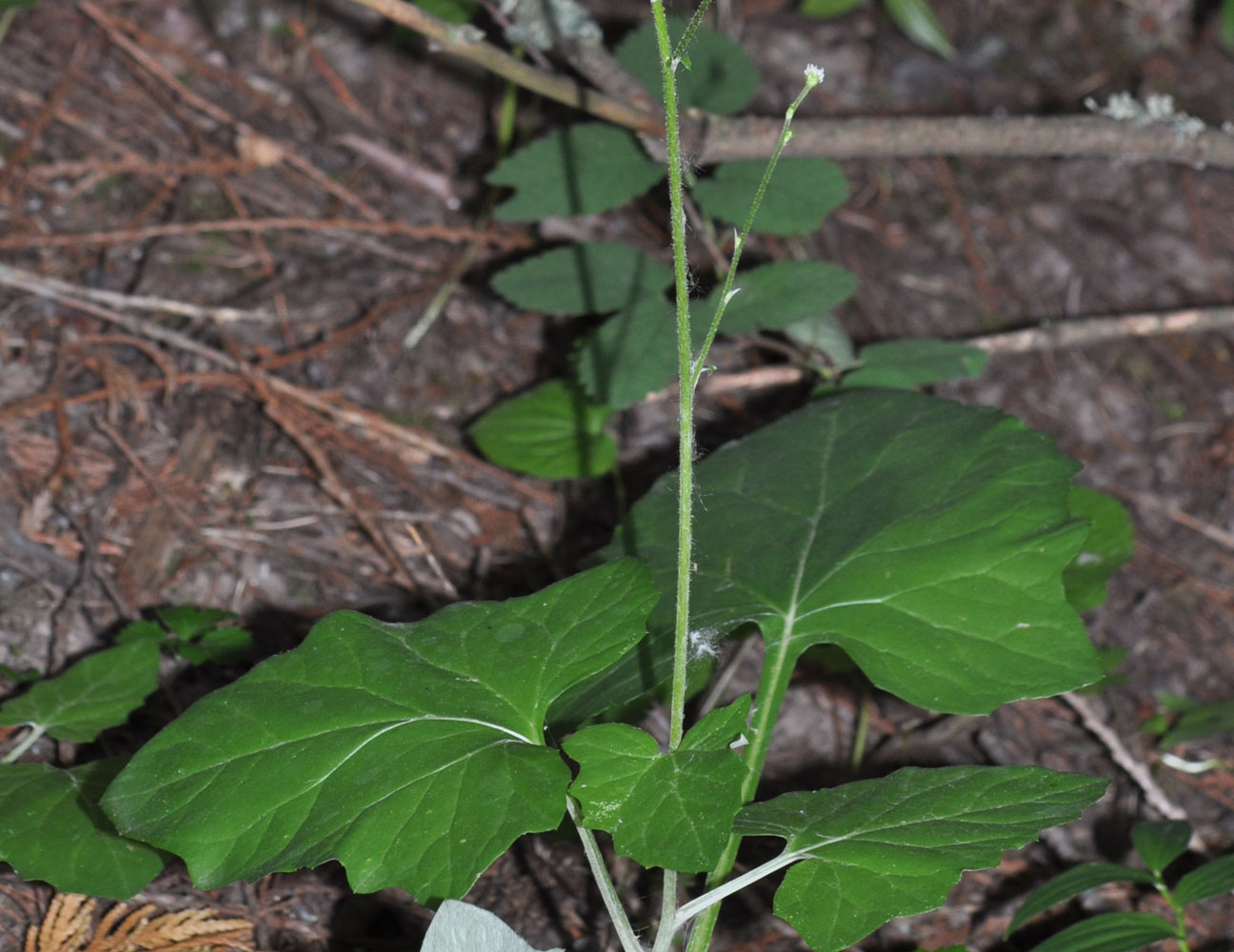 Flora of Eastern Washington Image: Adenocaulon bicolor