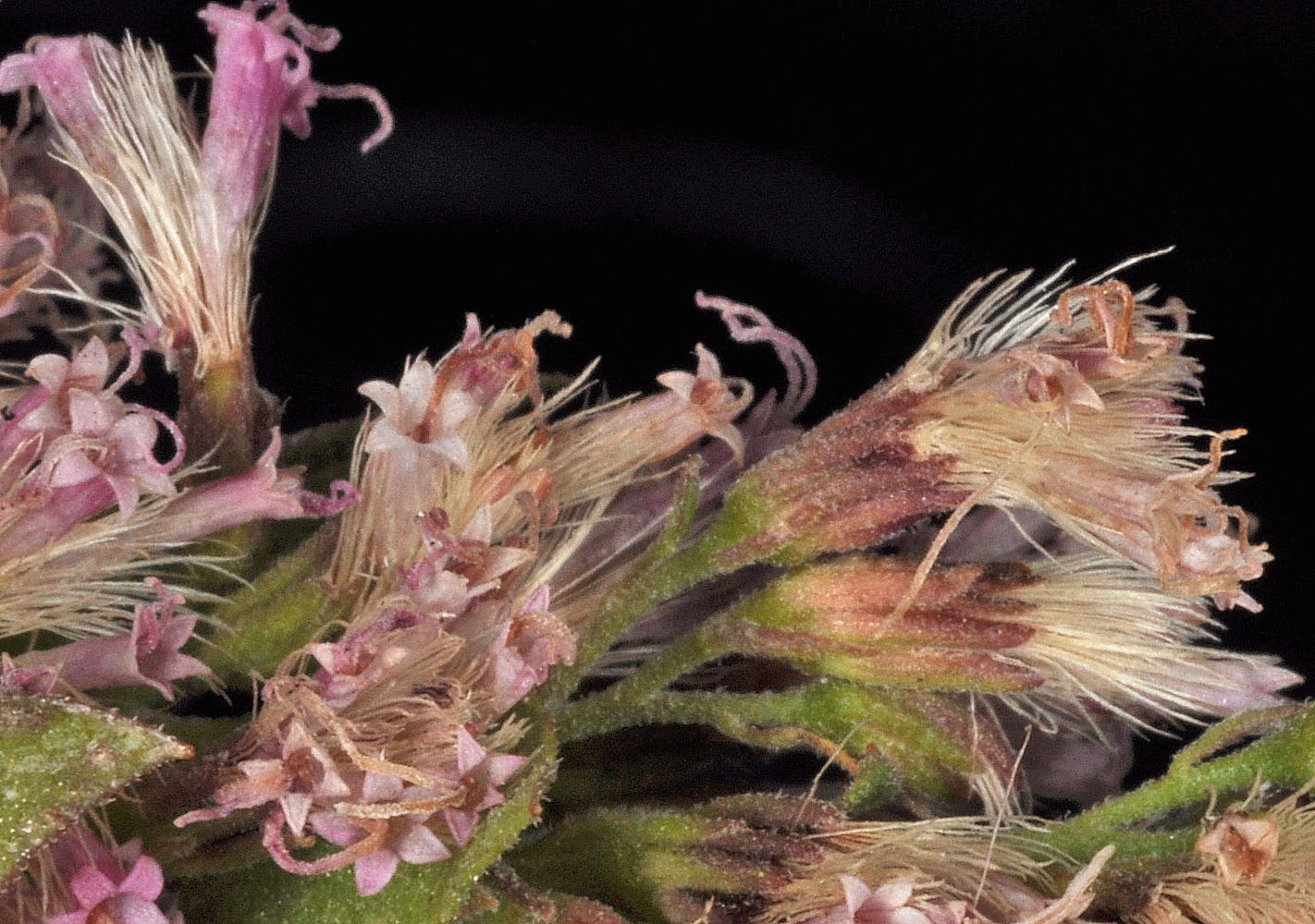 Flora of Eastern Washington Image: Ageratina occidentalis