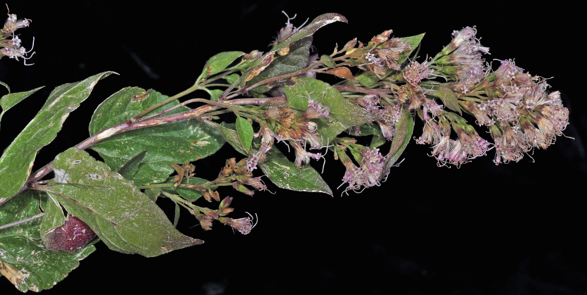 Flora of Eastern Washington Image: Ageratina occidentalis