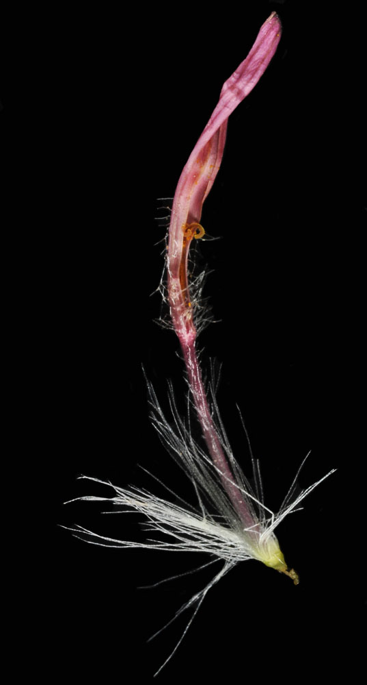 Flora of Eastern Washington Image: Agoseris aurantiaca