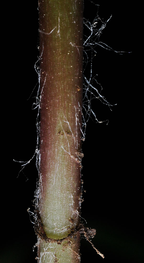 Flora of Eastern Washington Image: Agoseris aurantiaca