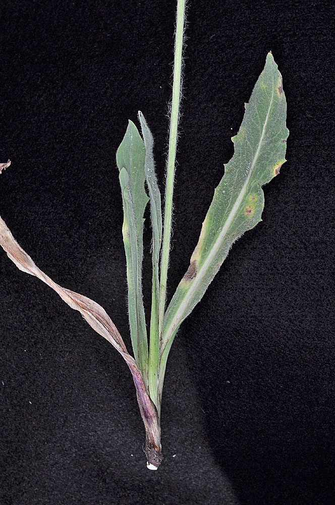 Flora of Eastern Washington Image: Agoseris glauca-dasycephala