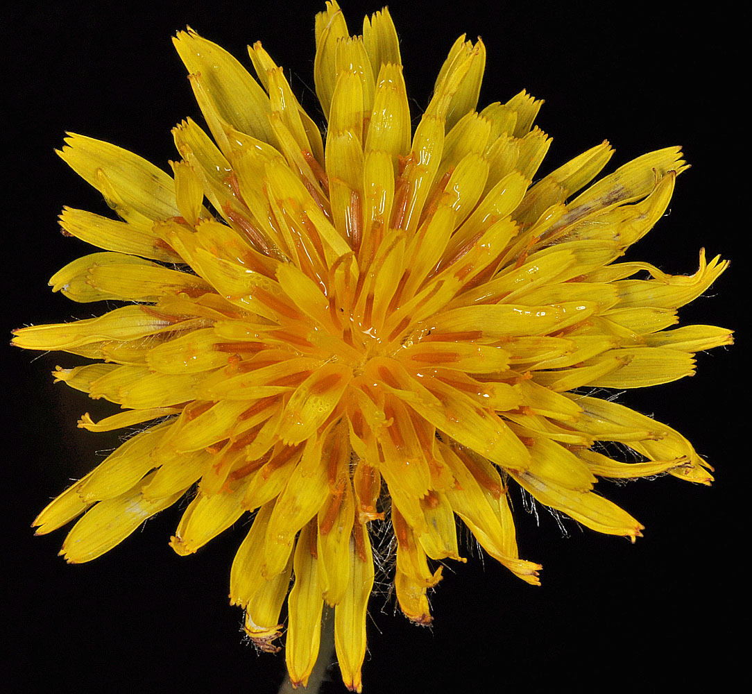 Flora of Eastern Washington Image: Agoseris glauca-dasycephala