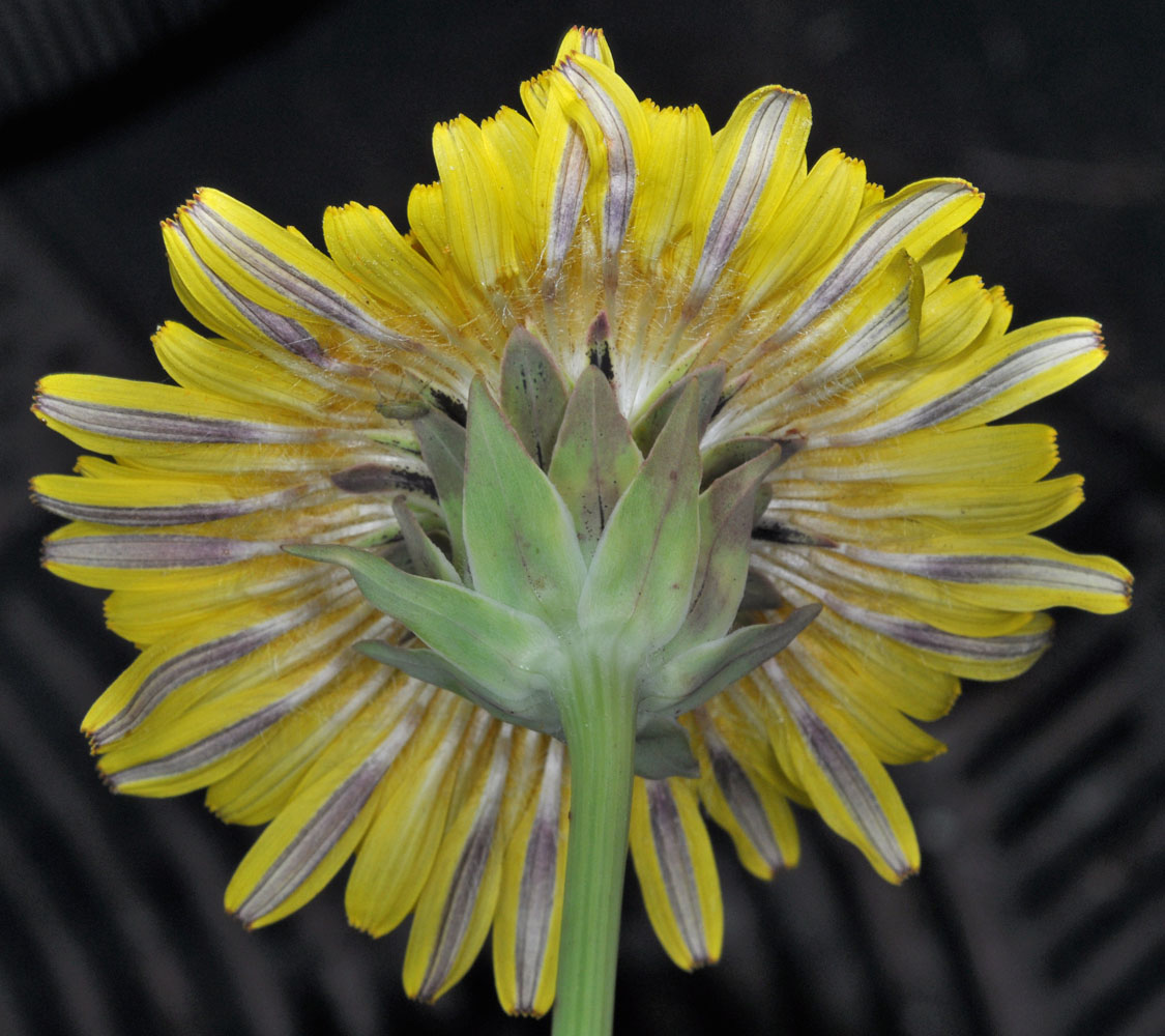 Flora of Eastern Washington Image: Agoseris glauca glauca