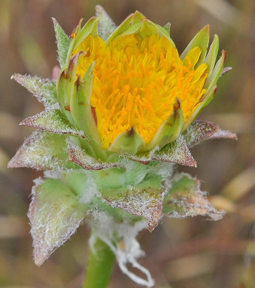 Flora of Eastern Washington Image: Agoseris grandiflora