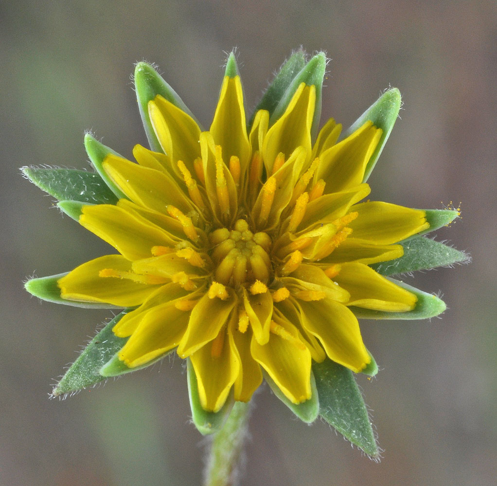 Flora of Eastern Washington Image: Agoseris heterophylla