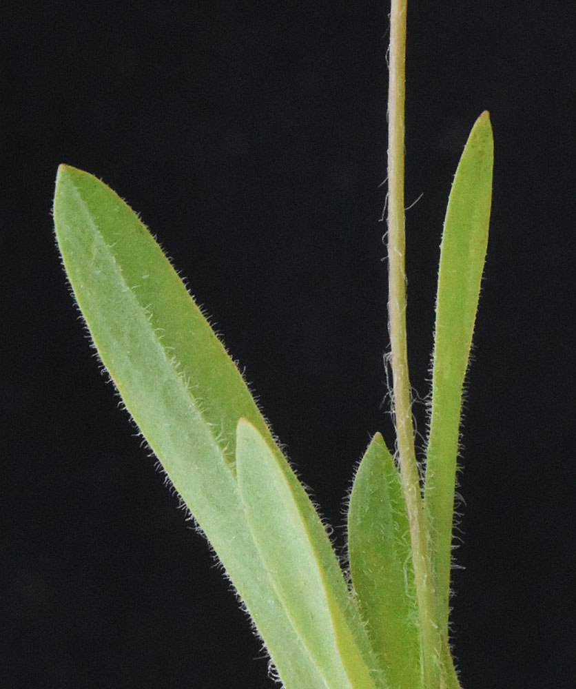Flora of Eastern Washington Image: Agoseris heterophylla