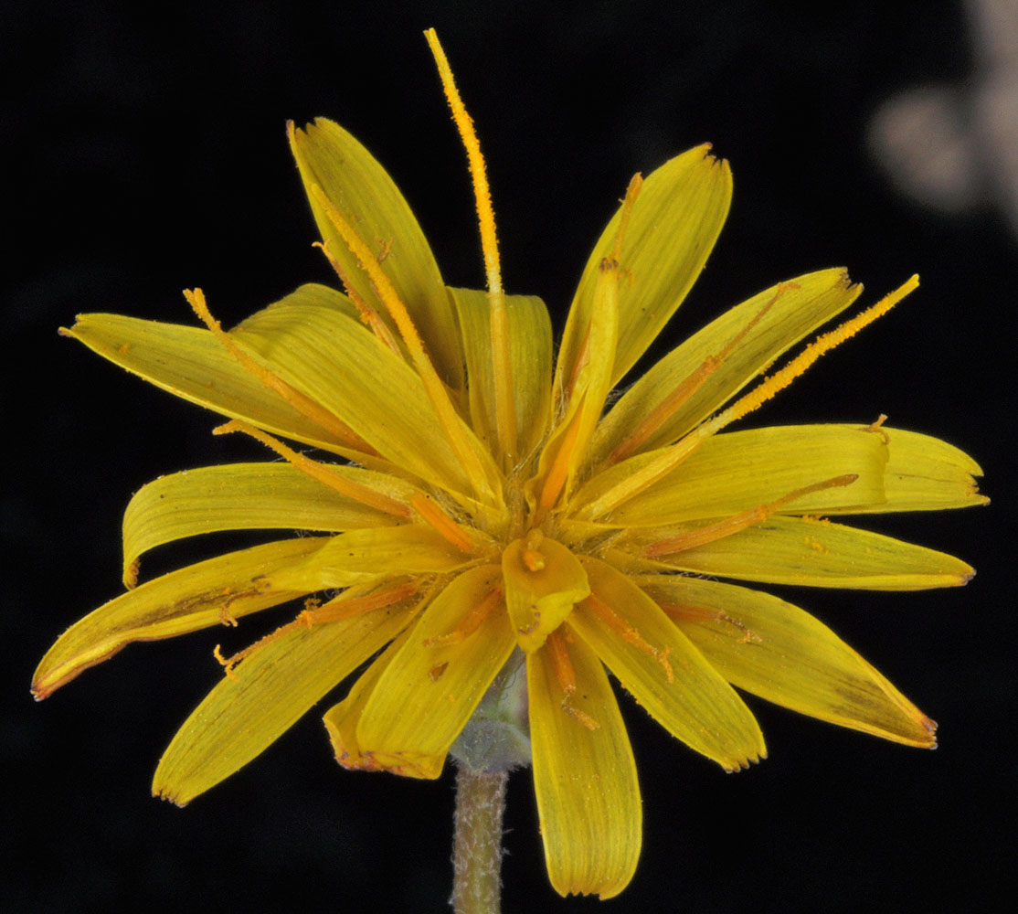 Flora of Eastern Washington Image: Agoseris monticola