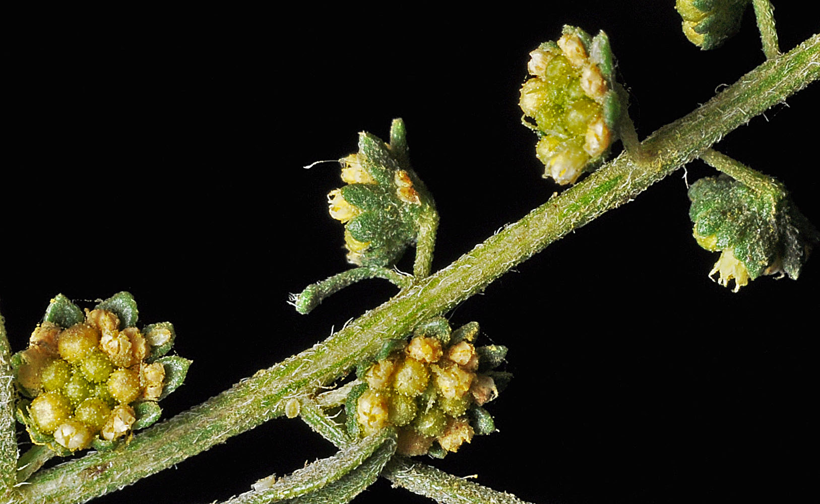 Flora of Eastern Washington Image: Ambrosia acanthicarpa