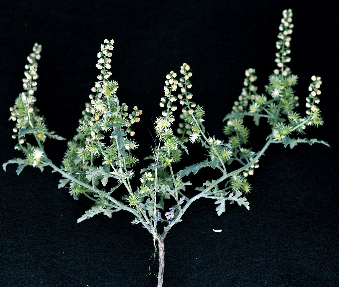 Flora of Eastern Washington Image: Ambrosia acanthicarpa