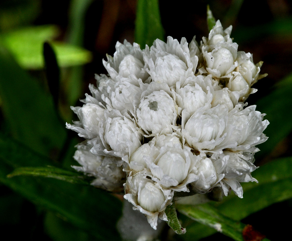 Flora of Eastern Washington Image: Anaphalis margaritacea