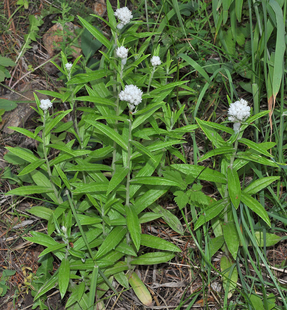 Flora of Eastern Washington Image: Anaphalis margaritacea
