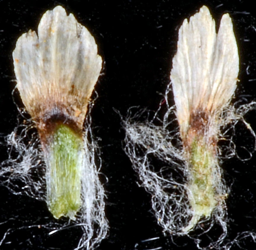 Flora of Eastern Washington Image: Antennaria anaphaloides